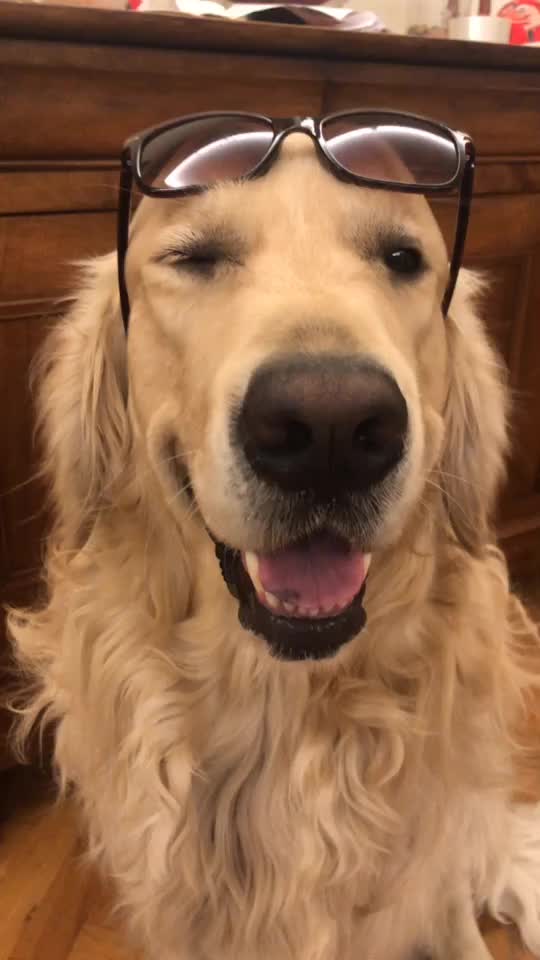@Leo_nrl_golden