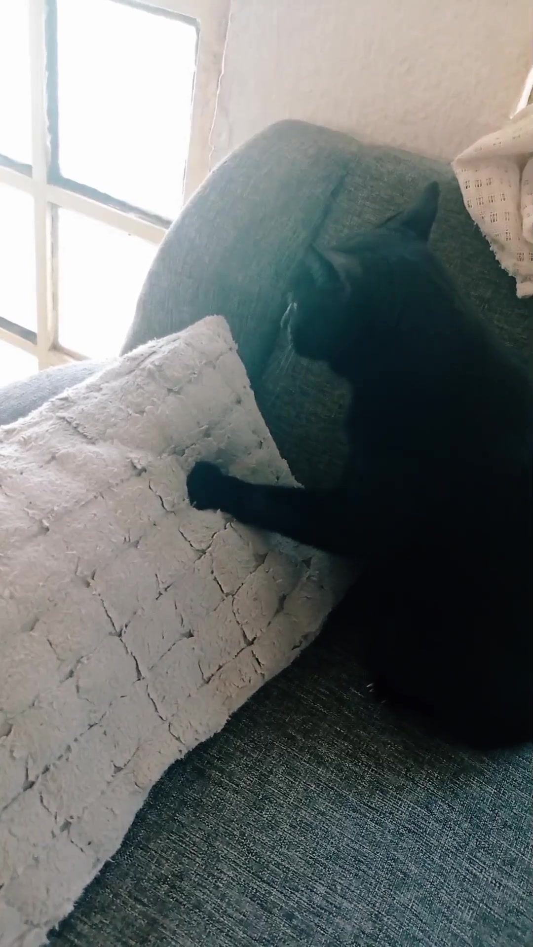 @CutiesCat House