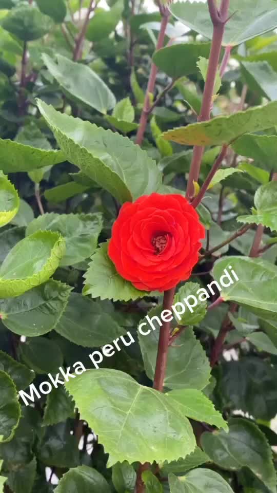@Singer Chaitanya
