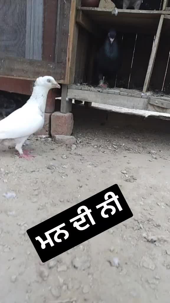 @Goldy1322