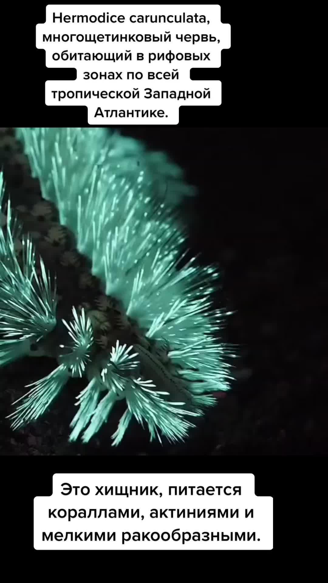 @𝓔𝓵𝓮𝓷