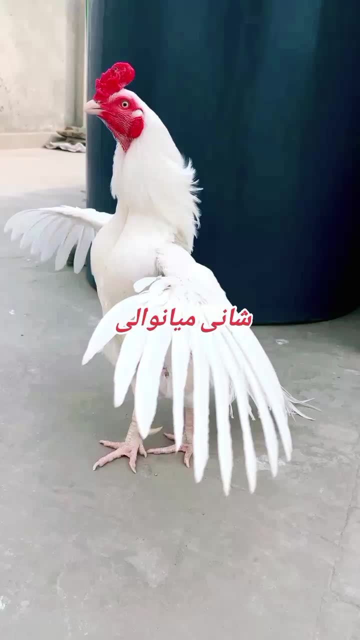 @Shani.Mianwali