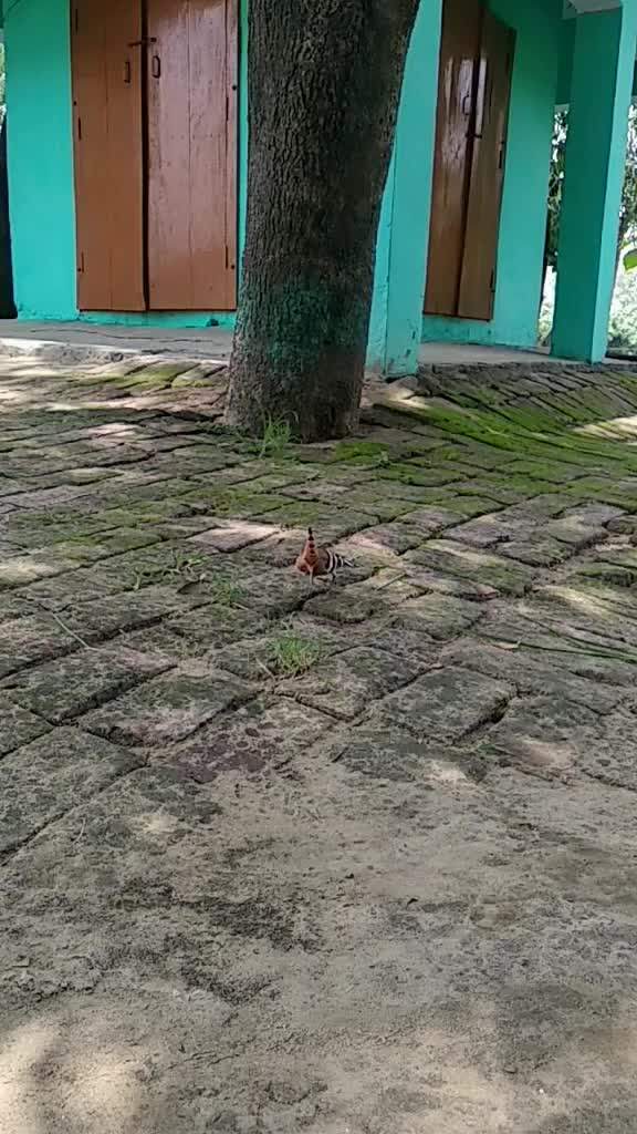 @imran khan