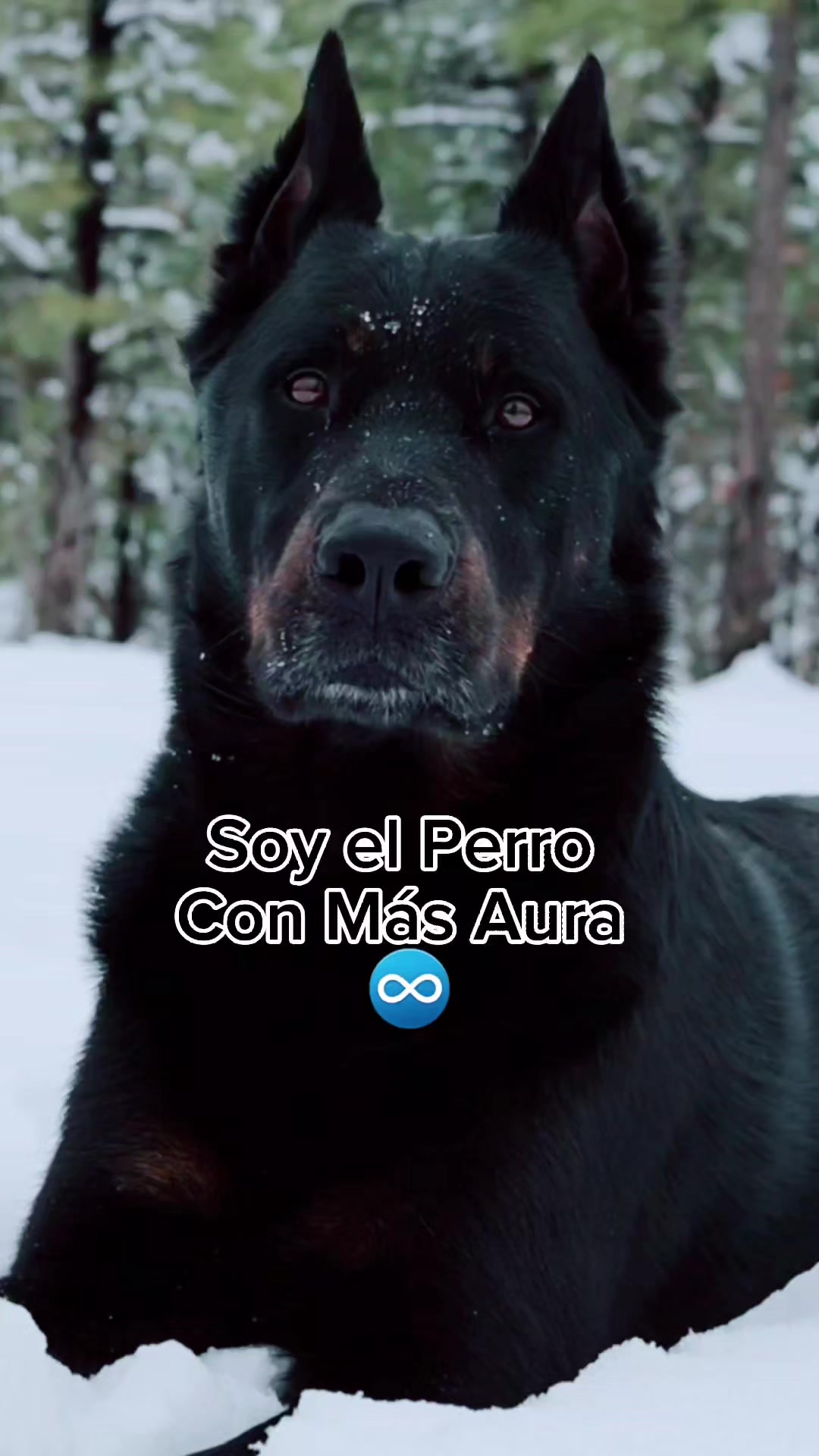 @Razas Caninas