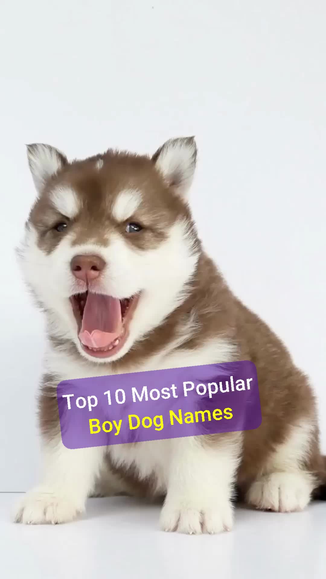 @Anna Isakova - Dog Behaviorist