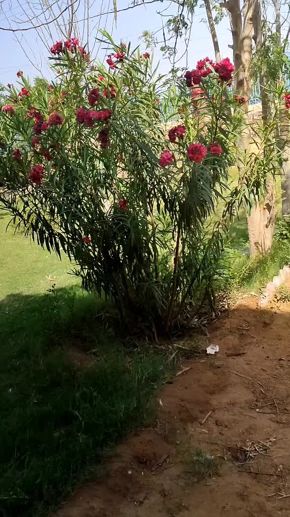 @Hayan Abro