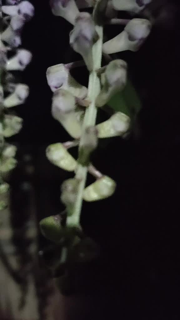 @Jorhat Chyanika