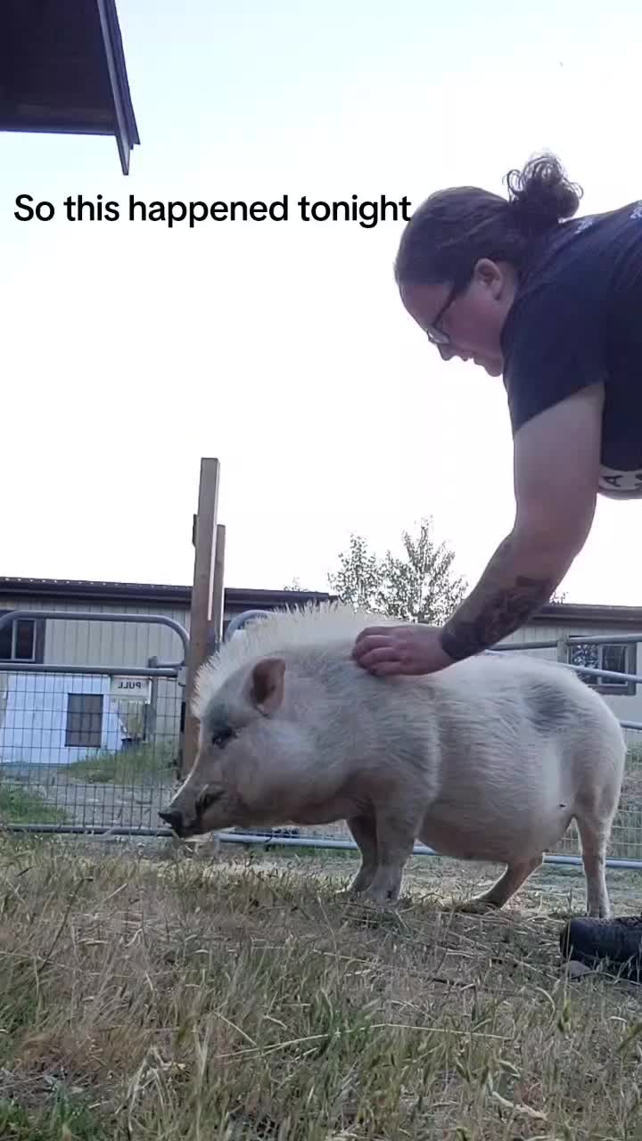 @Home for Hooves 🐽