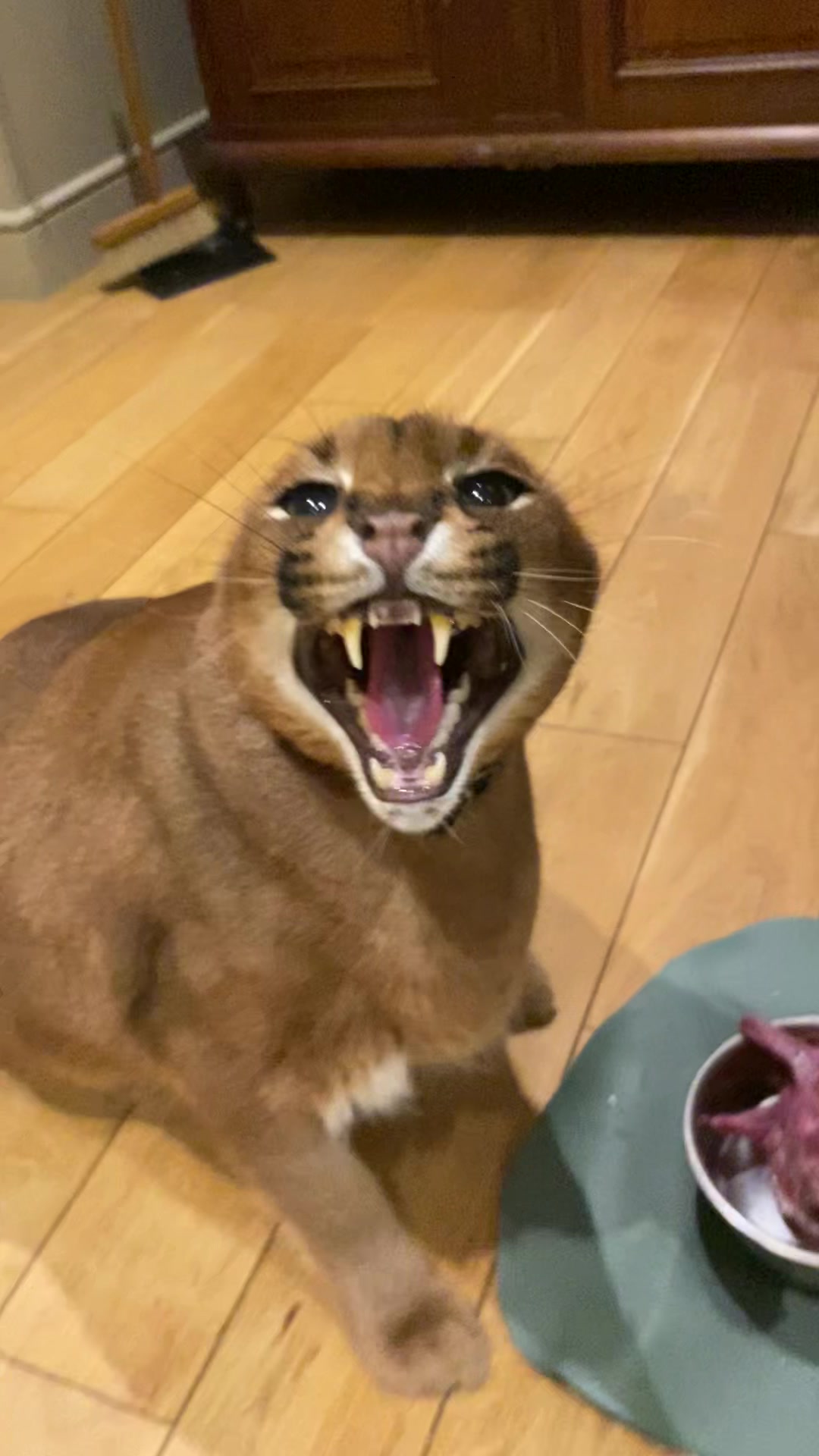 @Pumba Caracal