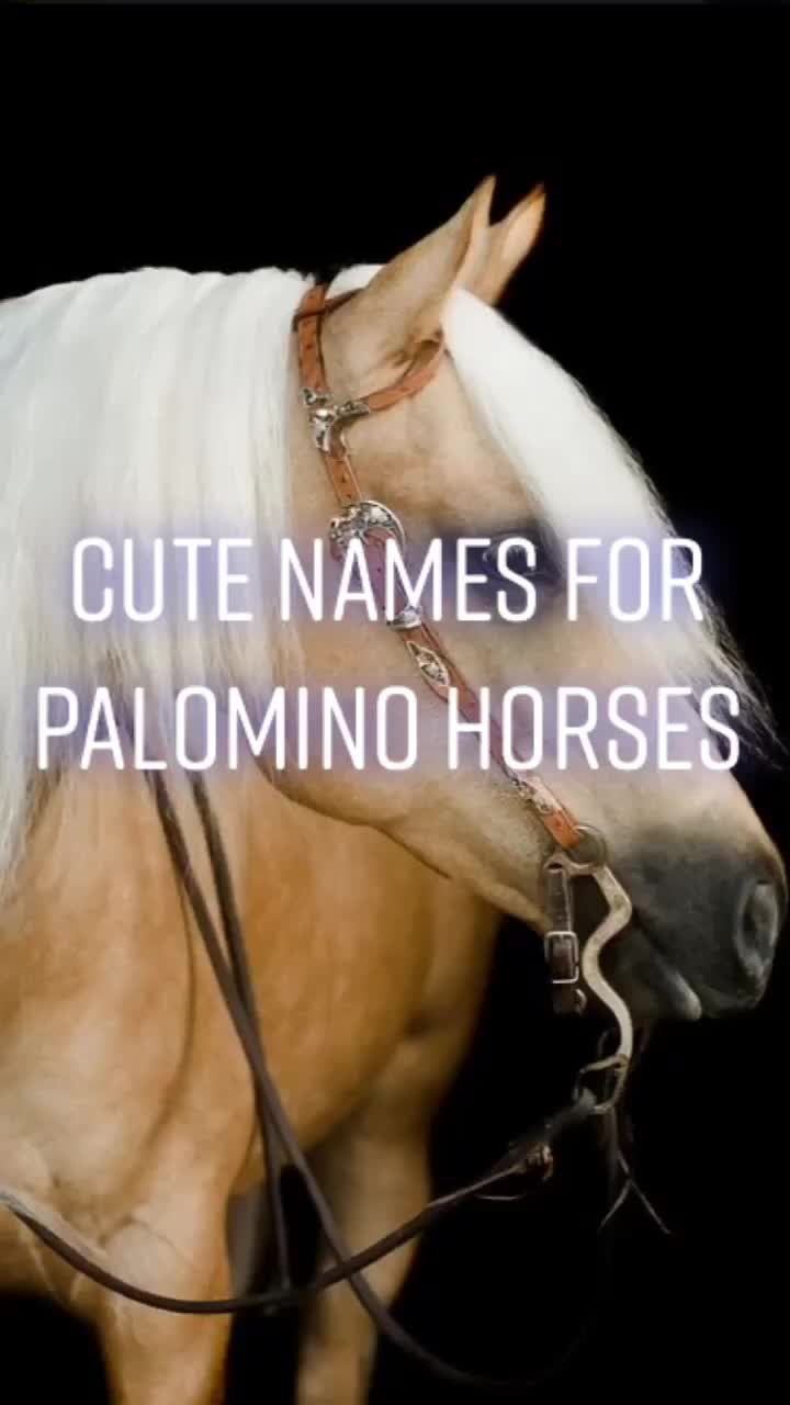 @Horse Editz!