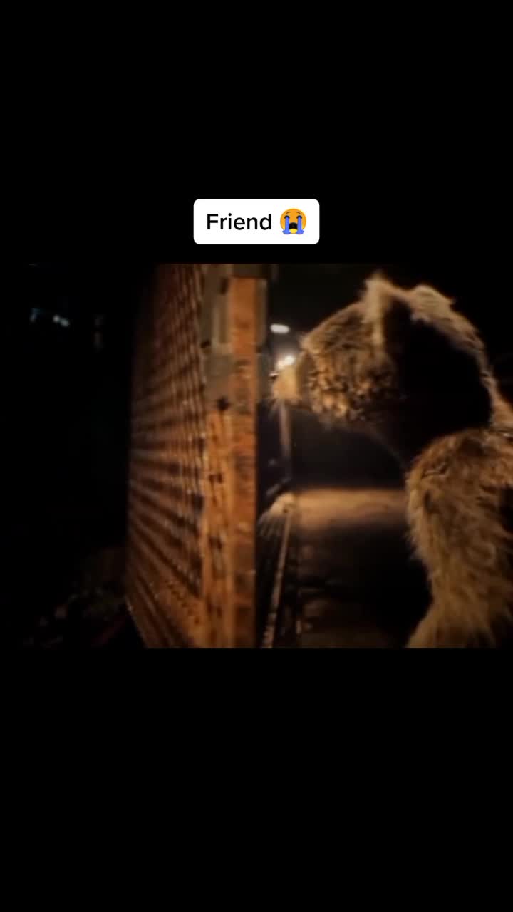 @El Perro de Loco