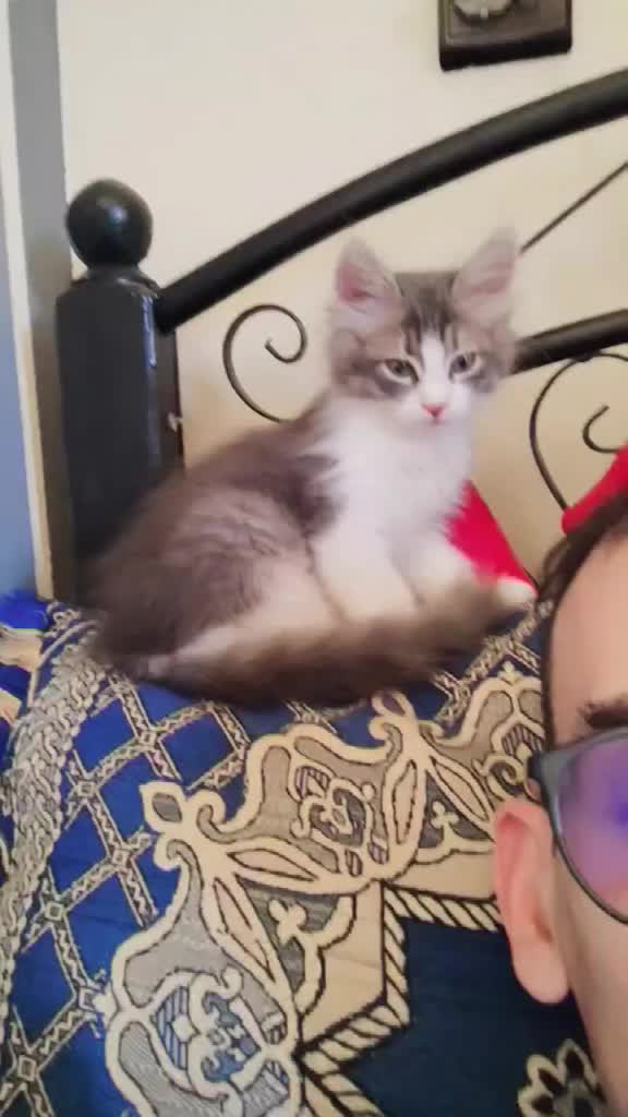 @Lola cat