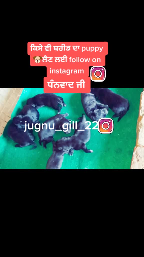 @GILL DOG FARM