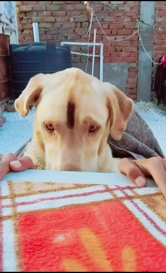 @comedy_dog_rocky