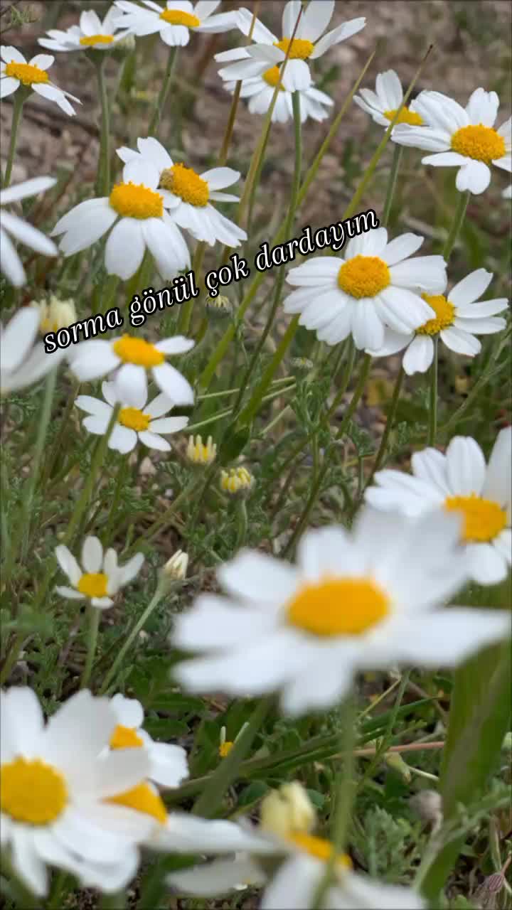 @💔Sevmek yürek ister 🖤