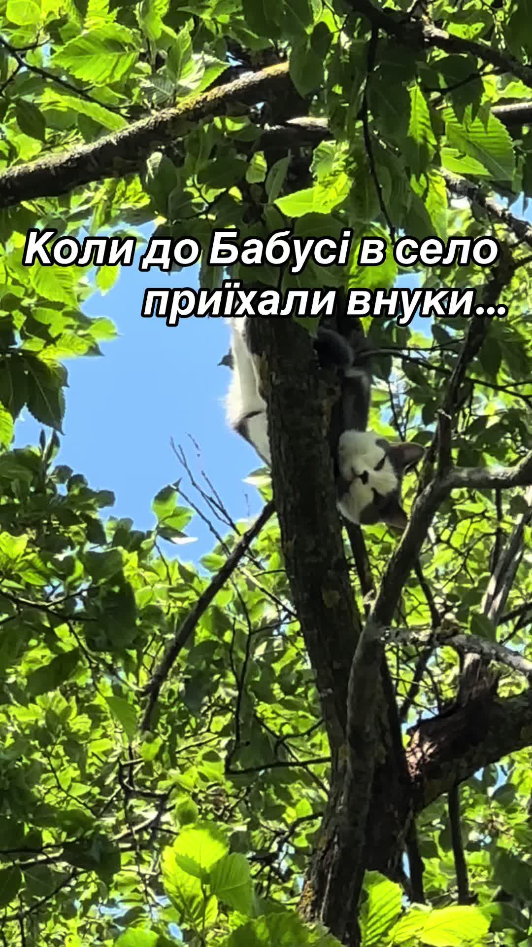 @Brytto 🐈⬛