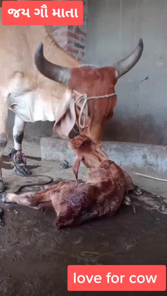 @ગૌ રક્ષક