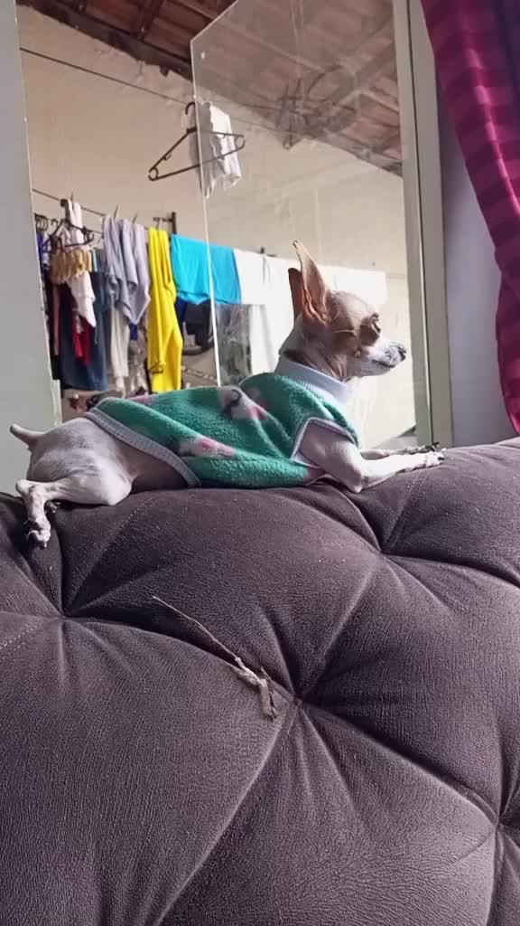 @Lilizinha🐶