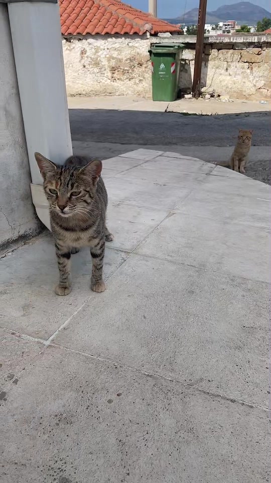 @CuteCat
