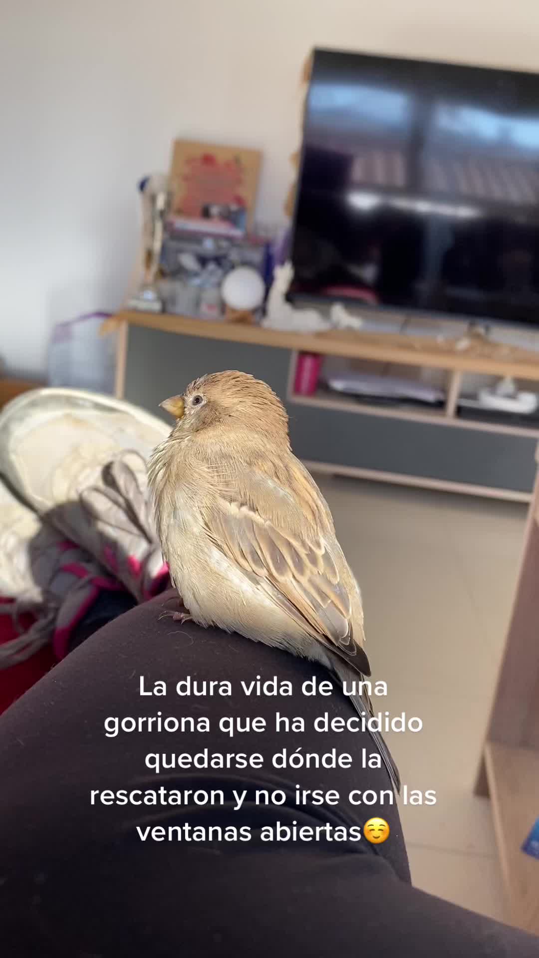 @saravtsmk