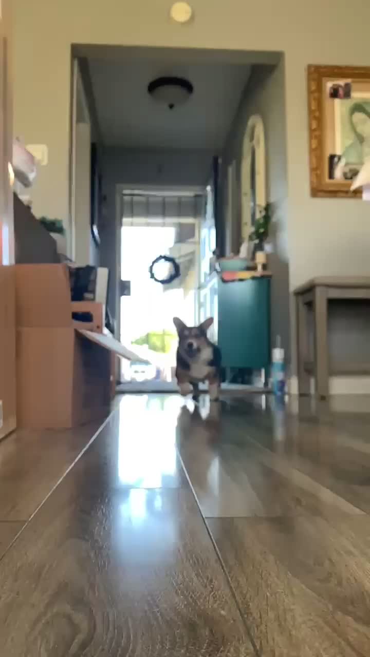 @Xena Warrior Corgi