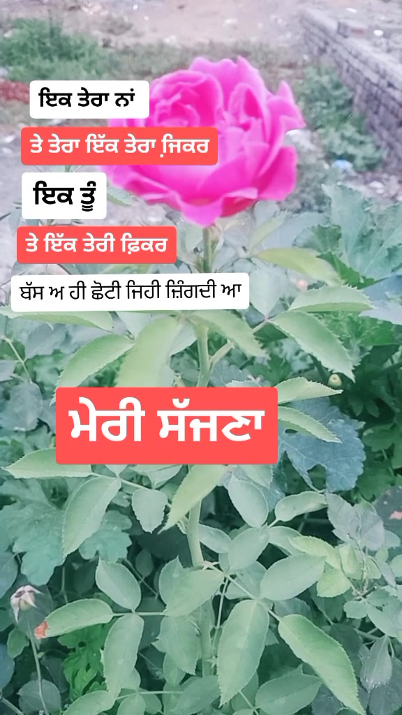 @official_sher_gill