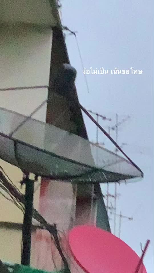 @เด้ก วิสุทธิ์