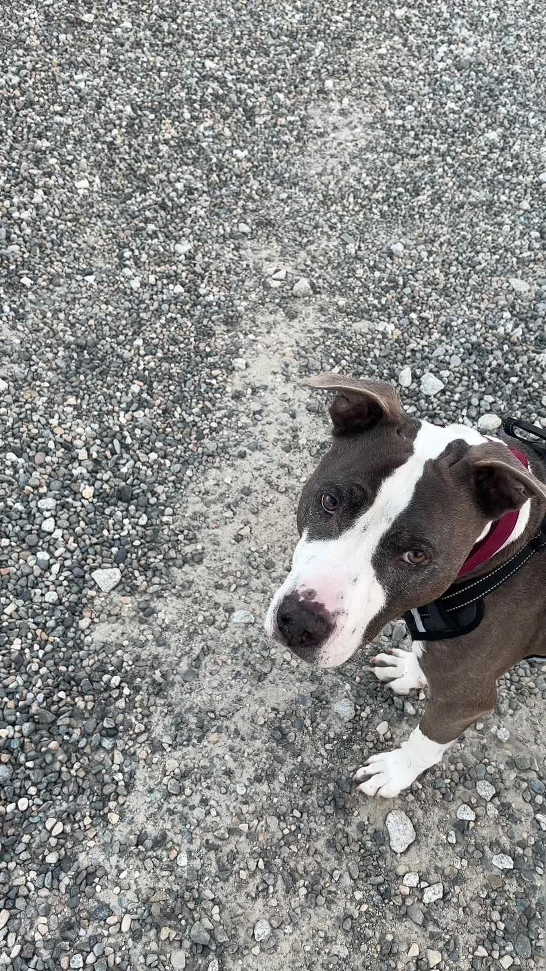 @caponethepitty