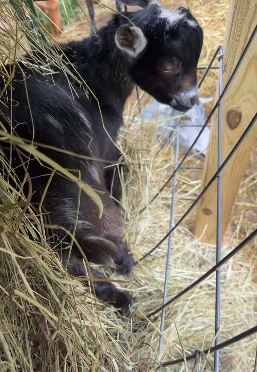 @bonnie.brook.farm
