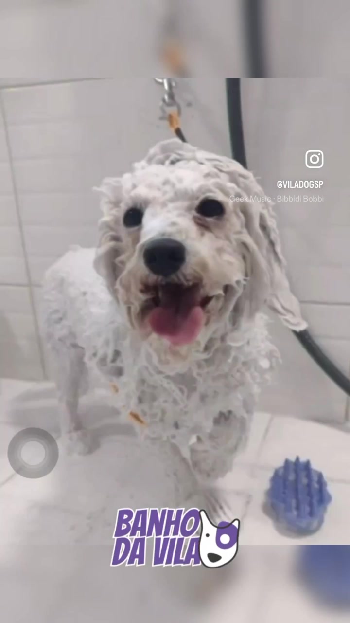 @Vila Dog | Daycare | Hotel Pet
