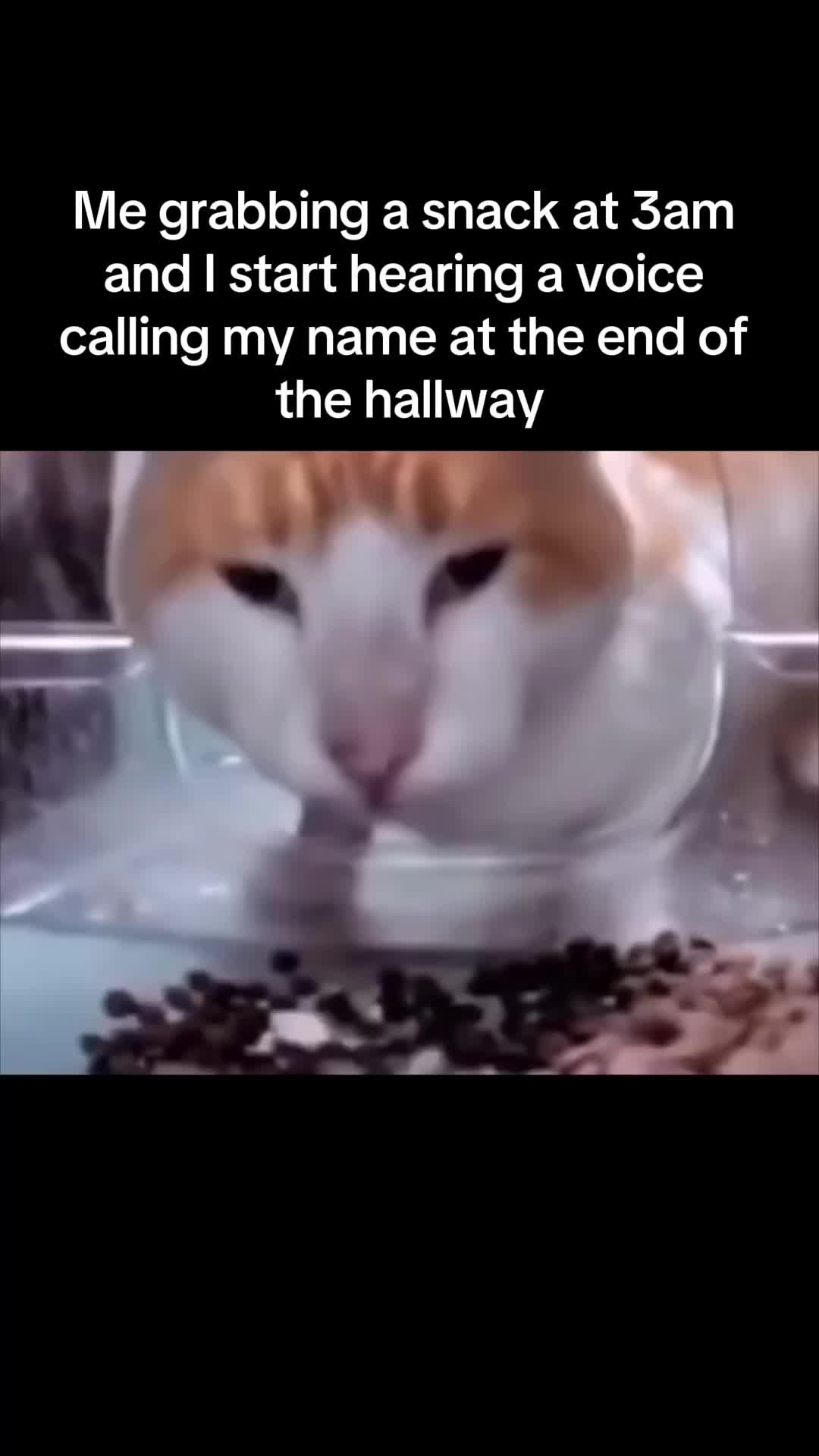 @Cat Memes