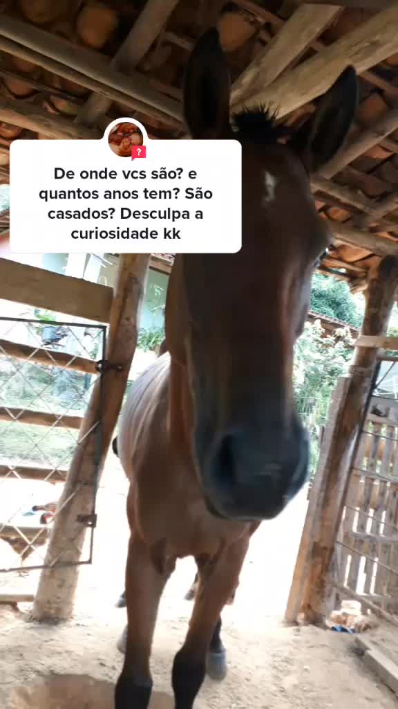 @brunooamarall