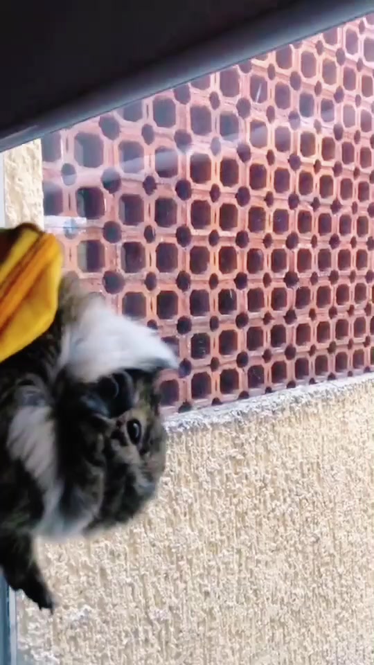 @Mr Cui Cui