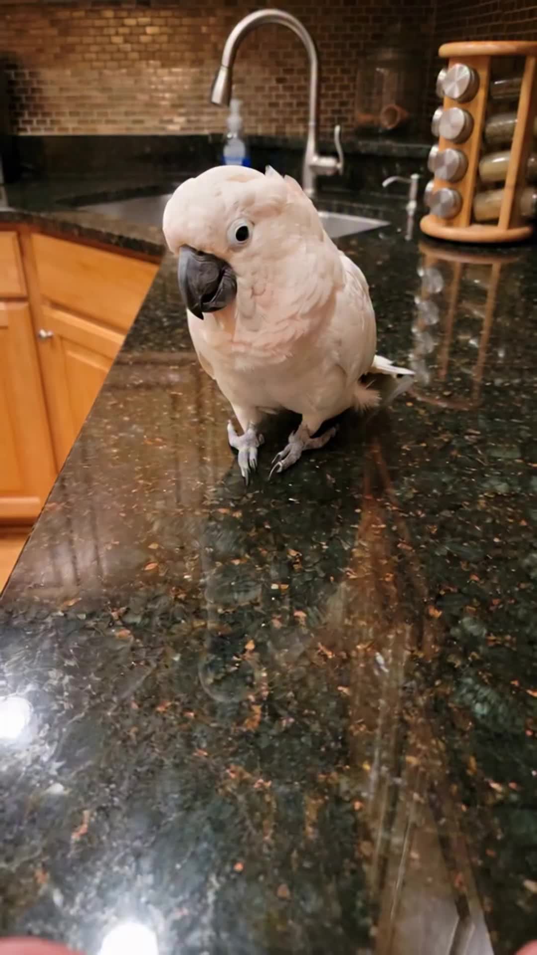 @middlepets