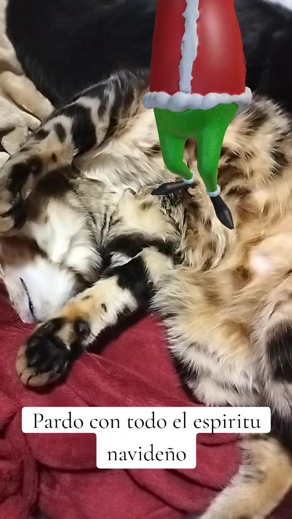 @lalocadelosgatos