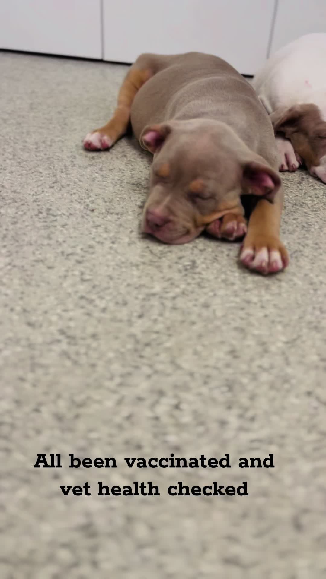@Tribe Bully Kennels