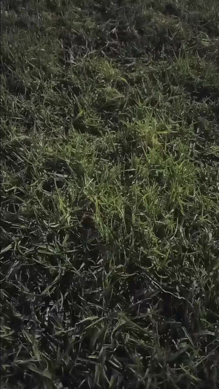 @ام. يحي