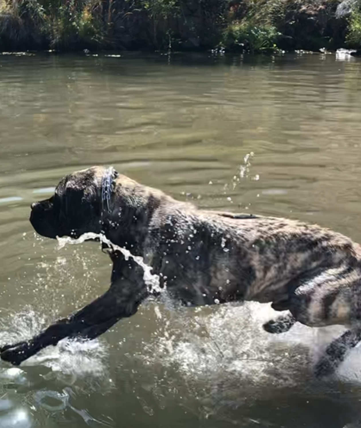 @BrindleBearTheMastiff