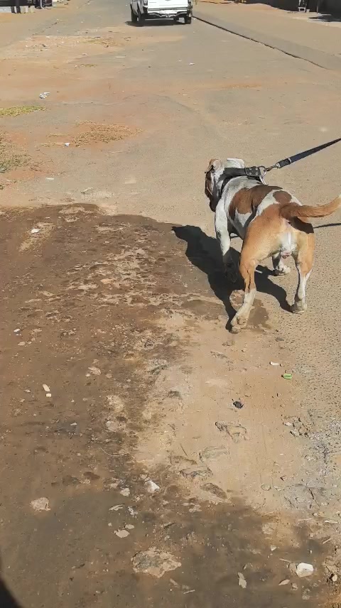 @game dogs apbt
