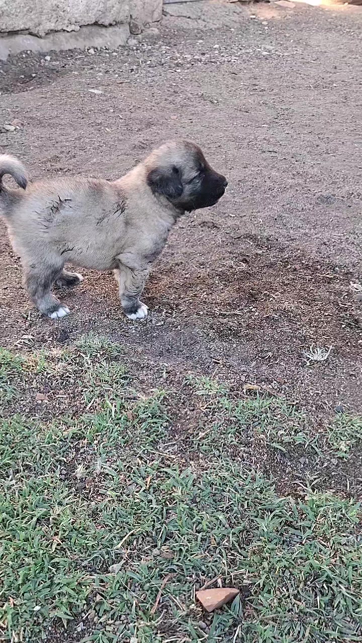 @Berat Demirtaş