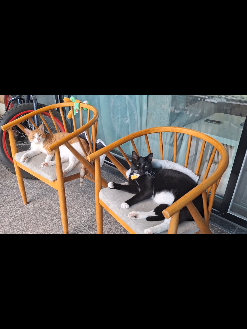 @Random Cat Stuff