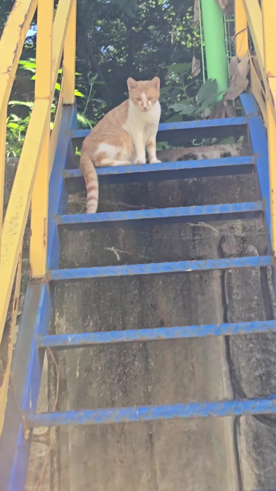 @고양이 형아