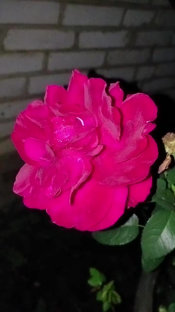 @𝗩𝙄𝗣ܓՈ০ℨuτuᗷԿuk-◥᭄