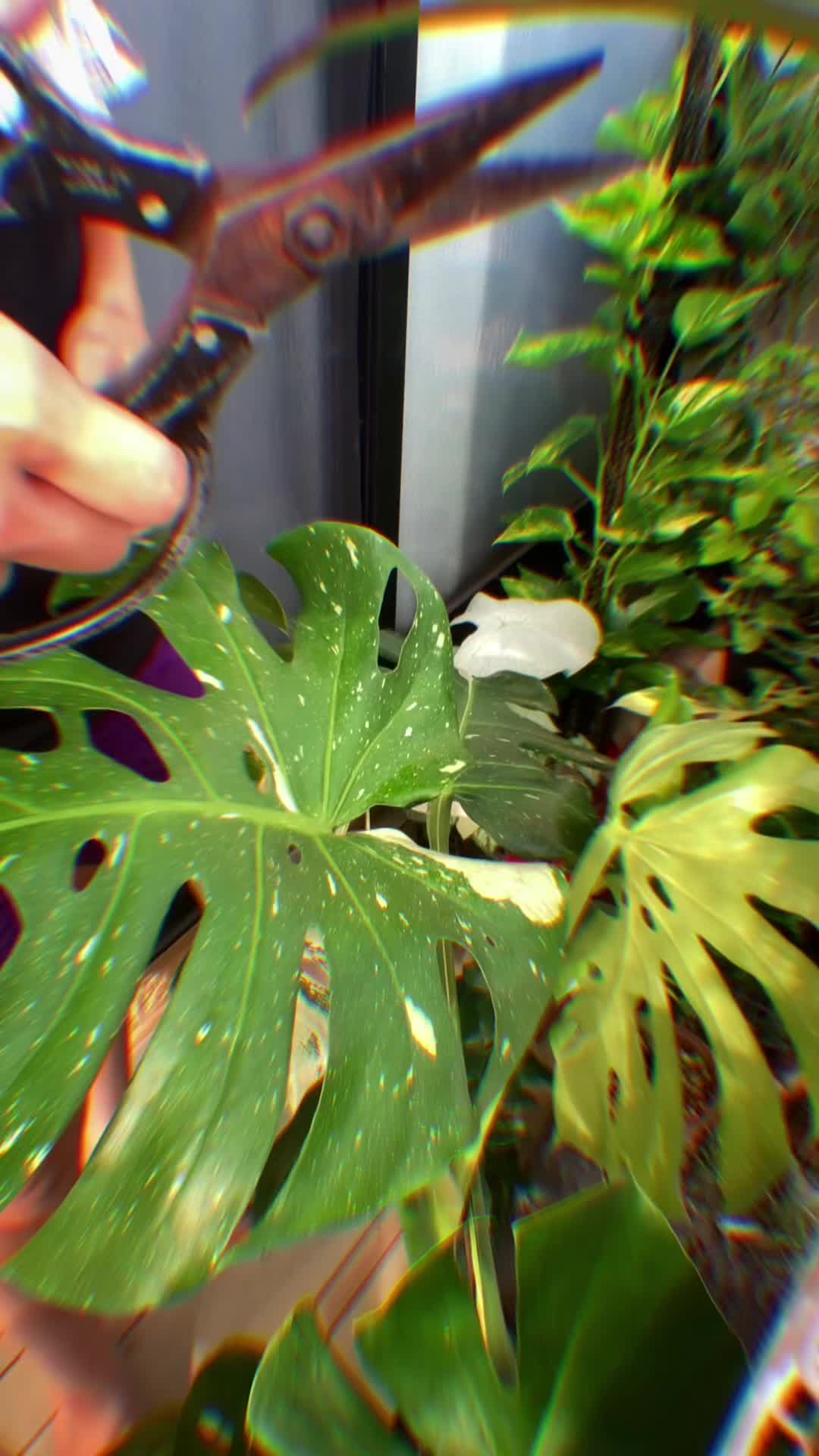@plantsparadiseplanet
