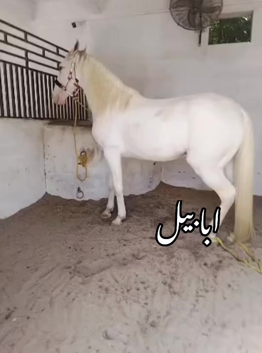 @Farasat Ali Ranjha Awan