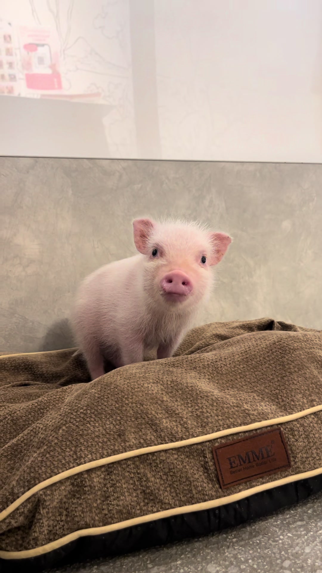 @pignic