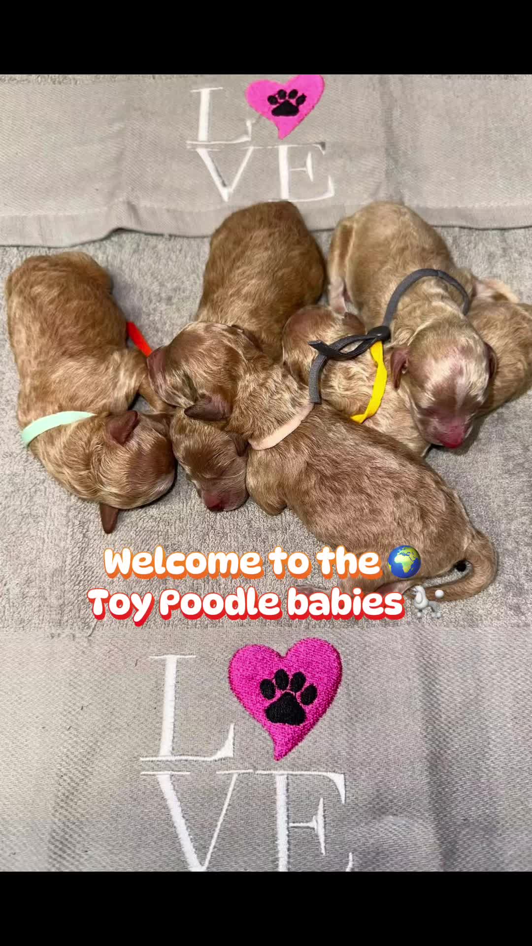 @Dog Lady