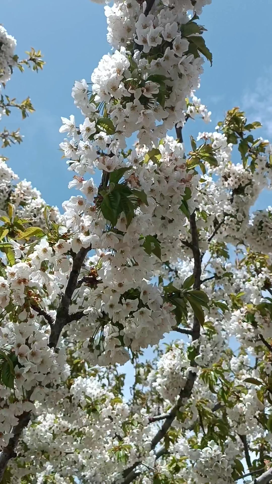 @DAĞCI.46