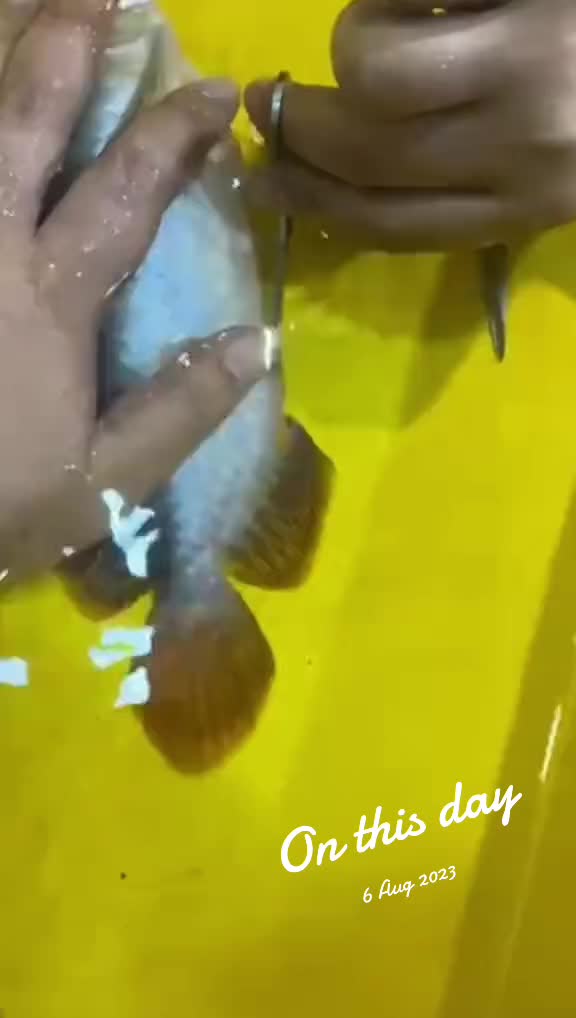 @MK AROWANA SPECIALIST
