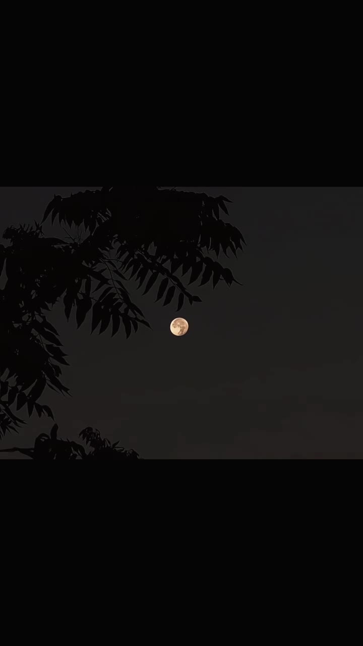 @𓆩♡𓆪